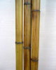 Бамбук сорт Талда, d=50-60мм, ствол обоженный L=2.5-3м