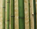 Бамбук сорт Талда, d=30-40мм, ствол зелёный L=2.5-3м