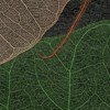 Cosca Лакшери Листья Прима Верде, 10х0,91 м